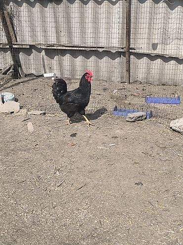 когучкон павлин: Продаю | Петух | Для разведения — 3