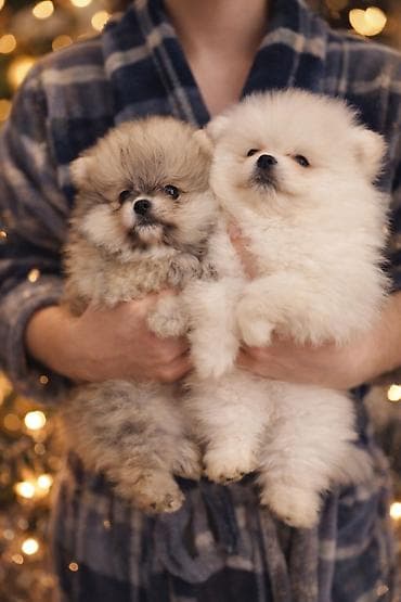 Шпиц, 1 месяц, Самец, С прививкой