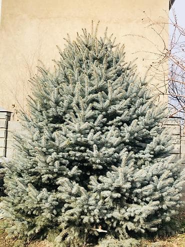 голубые ель: Саженцы деревьев: Ели, Самовывоз — 5