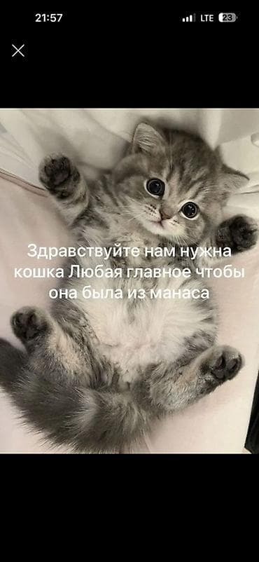 кой кощу: Ищем кошку. Рассмотрим любую — главное, чтобы была из Манаса — 1