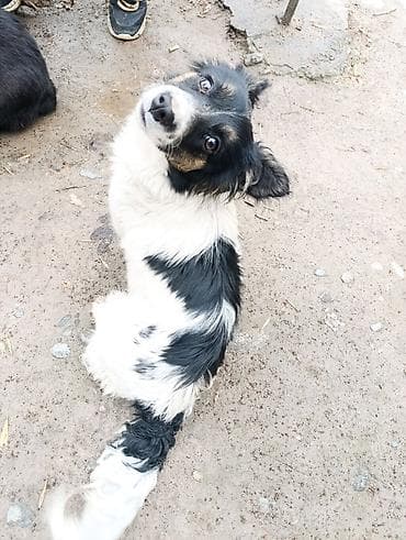 будка для собак: Пристраивается в хорошие добрые руки, собачка, девочка, не крупная — 3