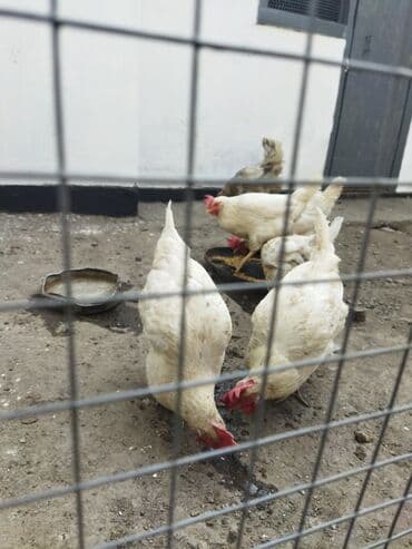 домик для: Продаю | Петух | Домашняя | Для разведения — 4