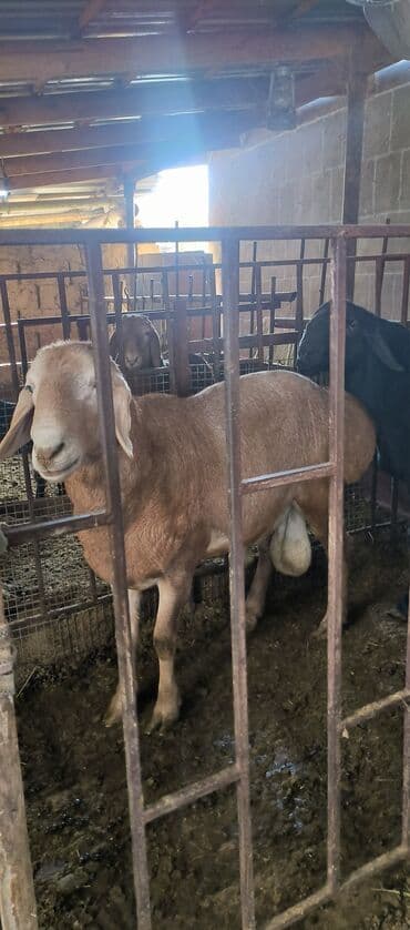 коровы молочной породы купить: Продаю | Баран (самец) | Арашан | Для разведения | Племенные — 3