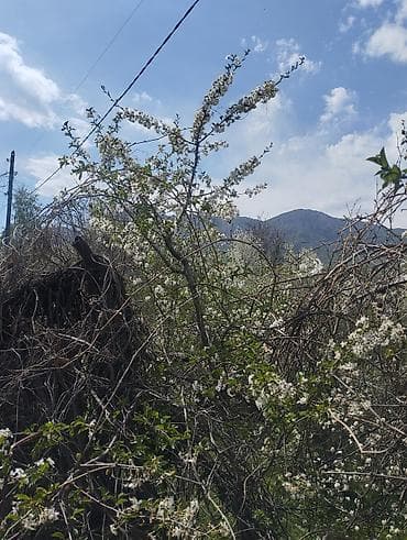 участка сатылат: Продаю Дачу кирп., участок 8 соток, по Кадастровому Плану - 7,52 — 4