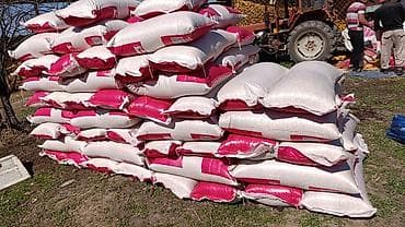 Кукуруза в зерне фасованная - Чистое, сухое зерно желтых сортов — 3