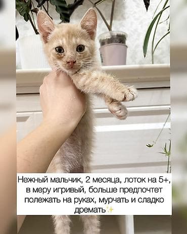Отдам даром кошку: Кошка даром: Беспородная, Мальчик — 7