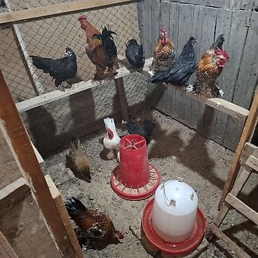 Животные: Продаю | Куры | Для разведения — 2