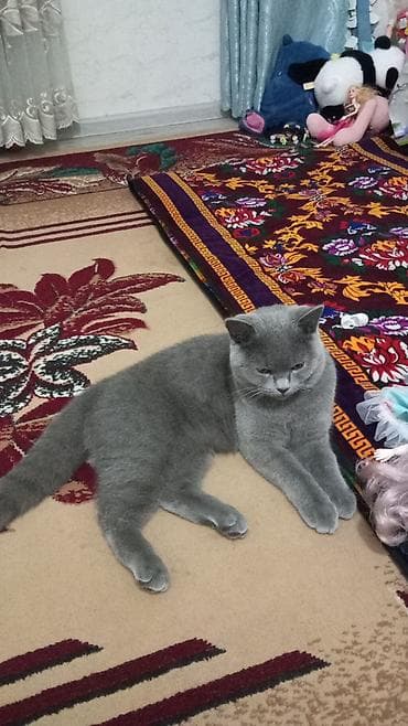 Животные: Британский короткошёрстный кот, окрас голубой (пепельно‑серый) — 1