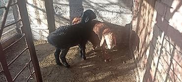 собака такса: Продаю | Ягненок | Для разведения — 5