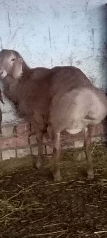 купить рыбу клоуна: Продаю | Ягненок, Баран (самец) | Арашан | Для разведения | Племенные, Осеменитель — 3