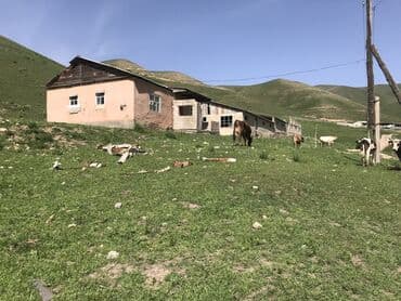 дом арча бешик ак орго: Сдаю в аренду кошару сарай Чуйский район Чуйская область село Шамши — 1