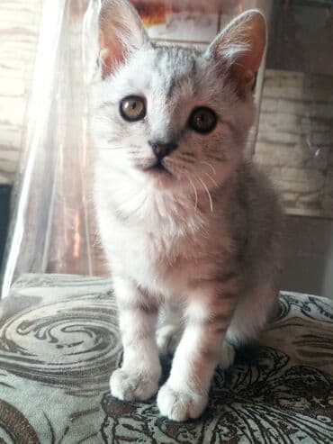 объявления о найденных собаках: Скотиш Страйт (Шотландская прямоухая), 3 месяца, Девочка, Рыжий, Приучена к лотку, Проглистована — 1