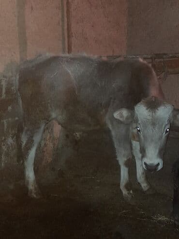Продаю | Бык (самец) | Полукровка | На откорм | Привязанные