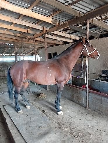 улар сатылат: Сатам | Байтал | Ат спорту — 3