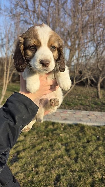 собаки породистые: Щенки спаниеля, несколько окрасов (рыже-белый, шоколадно-белый — 1