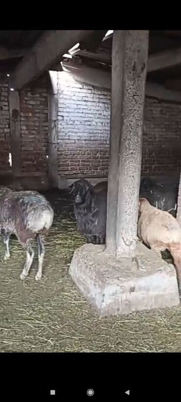 продажа щенков немецкой овчарки с документами в бишкеке: Продаю | Овца (самка) | Матка — 2