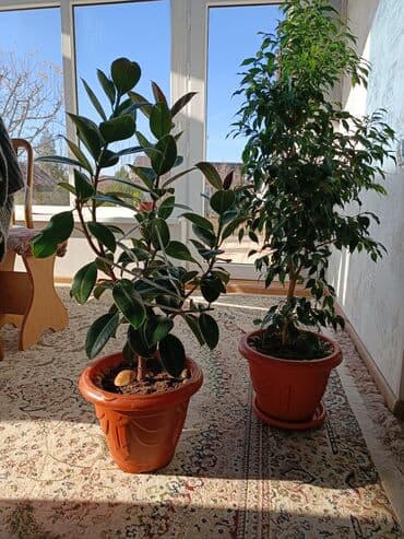 искусственный газон для мини футбольного поля цена бишкек: Цветы комнатные фикус Бенджамина высота 1 метр — 9