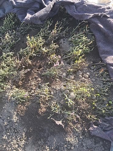 зимные салаты: Саженцы — 1