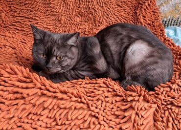 продажа домашних животных: Скотиш Страйт (Шотландская прямоухая), 6 месяцев, Мальчик — 6