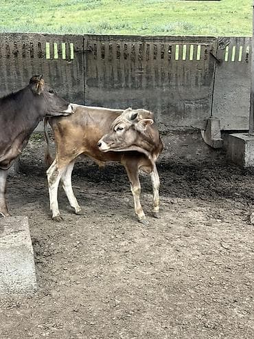 Сатам | Бука (эркек) | Аргын | Бордоп семиртүү үчүн — 2