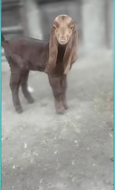 кукуруза беловодское: Продаю | Козлёнок | Камори — 2