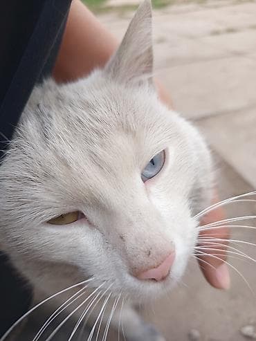 кошки сокулук: Белоснежный кот с гетерохромией (разные глаза) одна голубая другая — 2