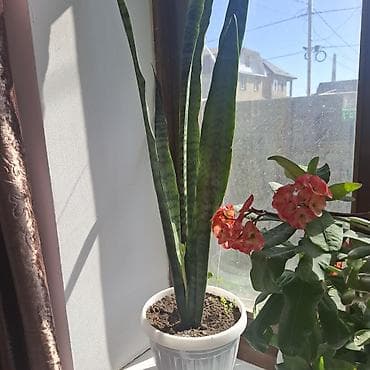 Сансевиерия (Sansevieria trifasciata, «щучий хвост») в горшке. -