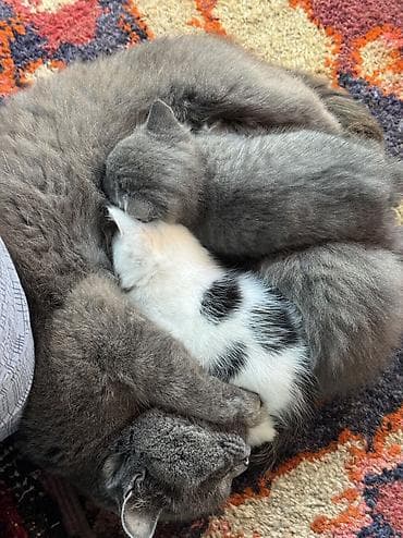 кошка серая: Котята – очаровательный трио малышей - Возраст: примерно 2-3 недели — 2