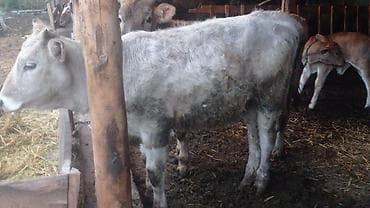 корова на забой: Продаю | Бык (самец) | На откорм | Привязанные — 2