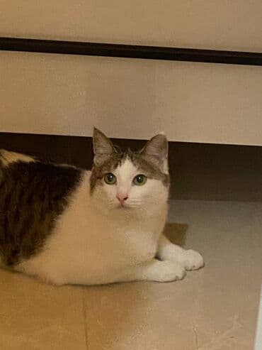 шиншилла британская кошка цена: Тигэр — 2