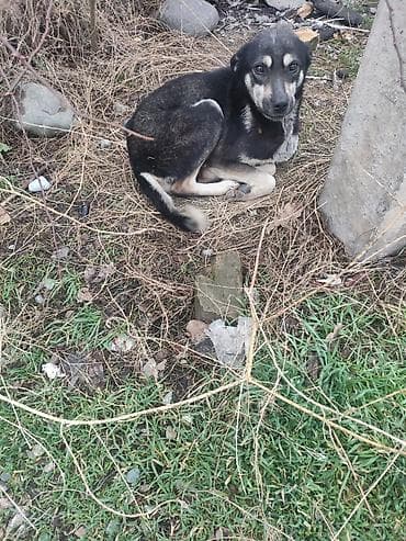 где взять щенка бесплатно: Заберите хорошие люди, любящие собак к себе пёсика. Он был чей то, не — 2