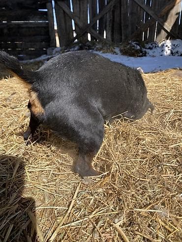 Ит бекер берем: Ягдтерьер, кобель. Окрас черный с рыжими подпалинами. Крепкий — 7