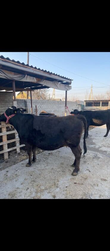 корм для домашних животных: Продаю | Корова (самка) | Алатауская | Для молока | Привязанные — 7