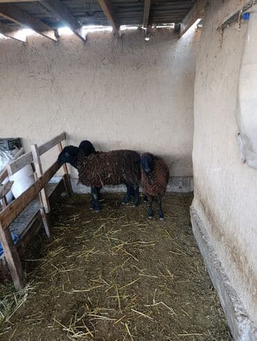 Продаю | Овца (самка) | Для разведения