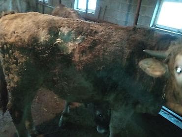 Айыл-чарба жаныбарлары: Сатам | Бука (эркек) | Аргын | Бордоп семиртүү үчүн | Байланган — 9