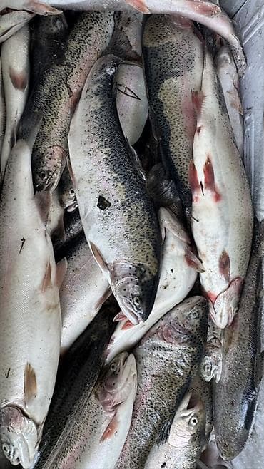 голубцы замороженные купить: Свежемороженная красная форель. - Целая рыба и стейки, аккуратно — 2