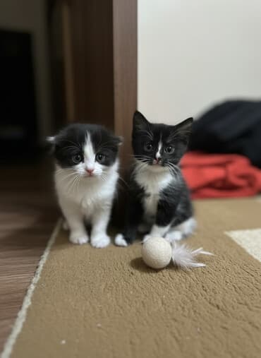 купить вислоухого котенка: Отдам в хорошие руки троих котят один вислоухий — 1