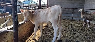 продаю егнят: Продаю | Тёлка — 3