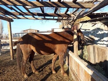 ит кыргыз добот: Сатам | Бээ (ургаачы) | Аргын | Көбөйтүү үчүн | Асыл тукумдуу — 6