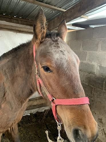 тоо куш страус: Продаю | Жеребец — 3