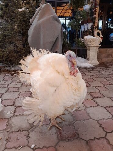 Продаю | Индюк (самец) | Бройлерная | На забой