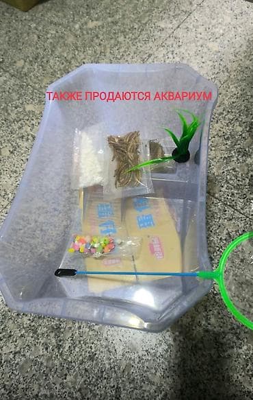 Башка жаныбарлар: Красноухая черепаха молодые особи. 6-7 см в наличии 6 шт - Небольшие — 6