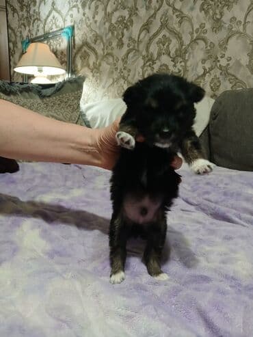 породы собак в бишкеке: 1 месяц, Самец — 3