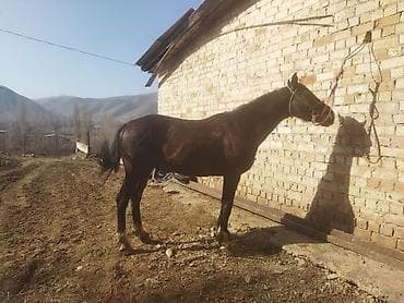 брама мрамор: Продаю | Конь (самец) | Рабочий — 4