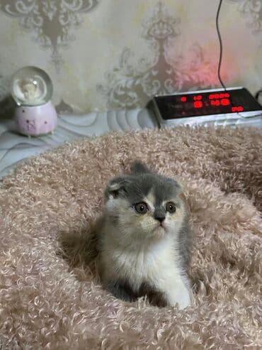 объявления о найденных животных: Скотиш Фолд (Шотландская вислоухая), 1 месяц, Мальчик, Серый, Приучена к лотку — 7