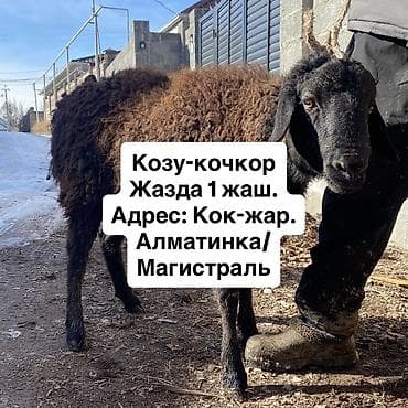 Продаю | Баран (самец) | Для разведения