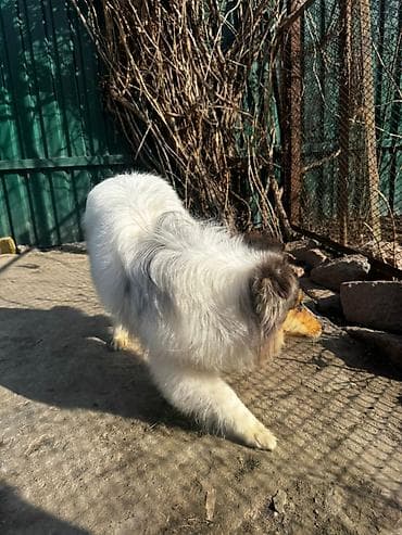 купить колли собаку: Продаю щенков КОЛЛИ \ мраморные и черный(триколор) — 7