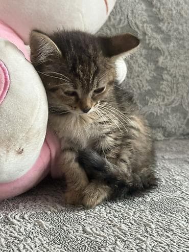 бенгал купить: 2 месяца, Девочка, Метис — 2