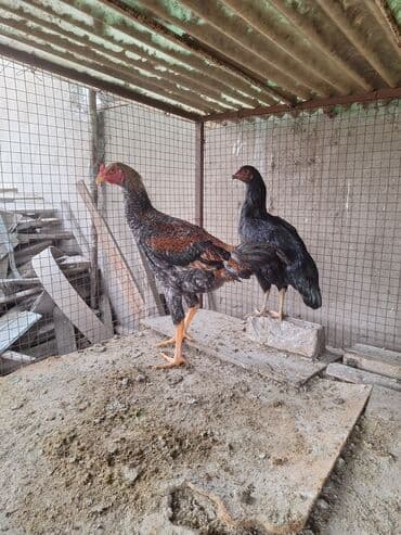 Продаю | Куры | Бойцовая | Для боев