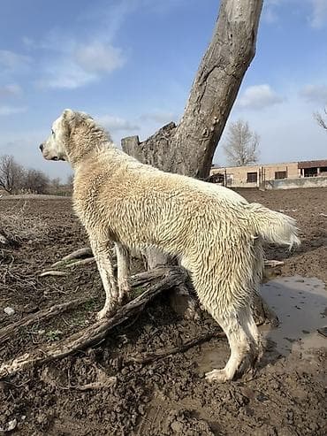 восточно европейская овчарка: Среднеазиатская овчарка (Алабай), кобель. Крупный, мощный, с — 2